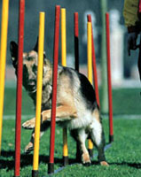 agility