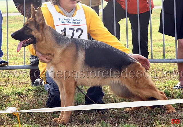 012.jpg - Classe Juniores femmine.  1 Dolly dell'Antuba Sannita