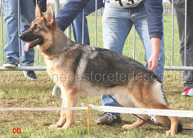 070.jpg - Classe cucciolone femmine. 2 Hivi dei Colli Storici