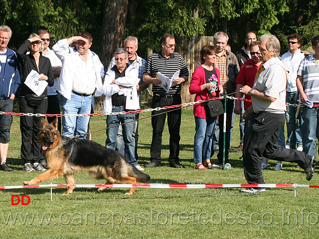 panja-vom-langenburgert.jpg - Cucciolone femmine (NWKL H) Pania vom Langenburgert