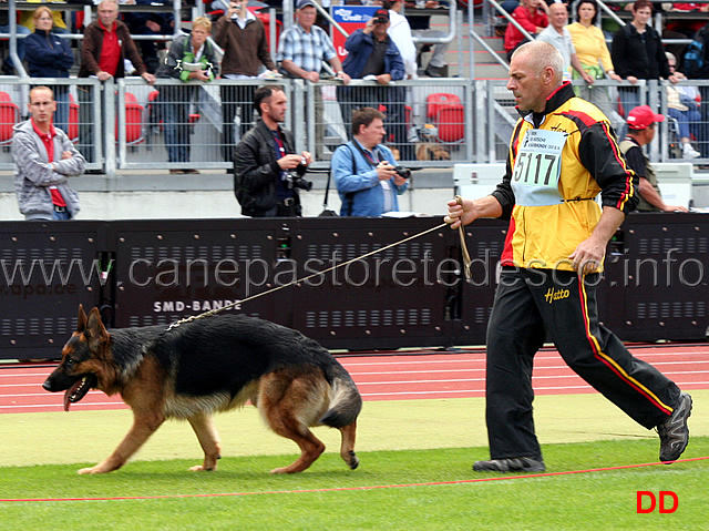 ulf-vom-hammelsbacher-hof.jpg - Ulf vom Hammelsbacher Hof SG42 JKL R