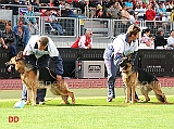 clarence-vom-osnabrucker-rathaus-e-waiko-vom-osterberger-land