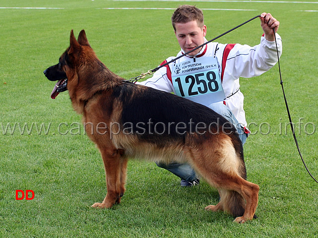 arex-von-der-wilhelmswarte-VA6-ghkl-r-2.jpg - Arex von der Wilhelmswarte VA6 GHKL R ("ma è proprio bello questo cane che sto presentando!")