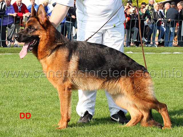 va9-lennox-von-regina-pacis.jpg - VA9 Lennox von Regina Pacis (Tyson vom Köttersbusch - Coco von Regina Pacis)