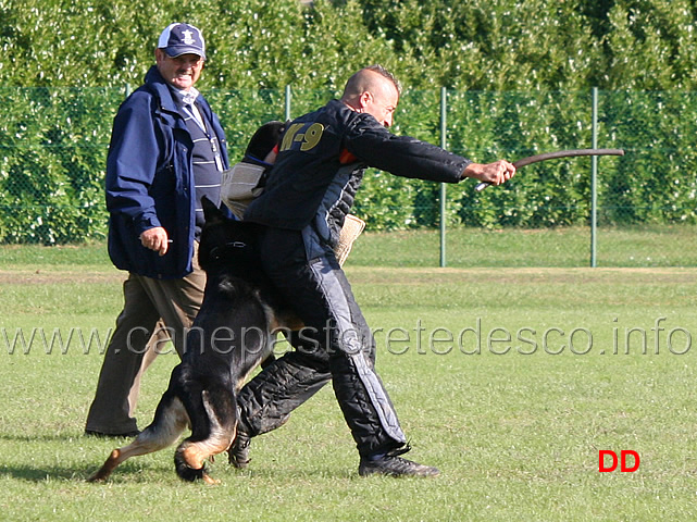 emiel-vom-salztalblick-05.jpg - Emiel vom Salztalblick (C punti 82)