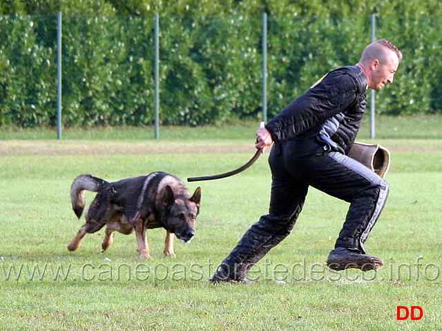 iago-di-casa-nosella-03.jpg - Iago di Casa Nosella (C punti 81)