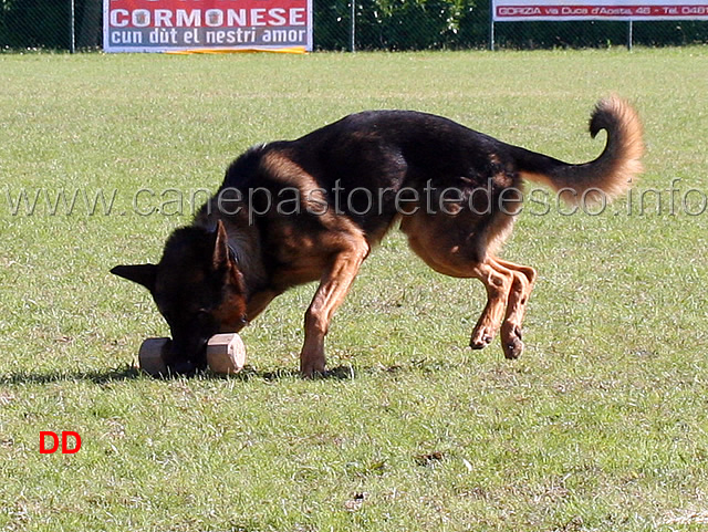 mogli-vom-traunauweg-06.jpg - Mogli Traunauweg (B punti 88)