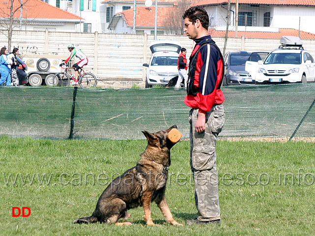 denny-nosella-con-iwan-di-casa-nosella-B89-IPO3-20.jpg - Denny Nosella con Iwan di Casa Nosella IPO3 (B punti 89)