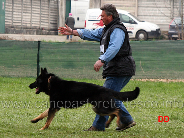 domenico-carnicella-con-vasco-di-casa-libardi-B84-IPO2-15.jpg - Domenico Carnicella con Vasco di Casa Libardi IPO2 (B punti 84)