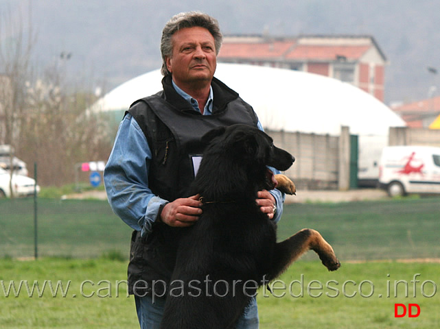 domenico-carnicella-con-vasco-di-casa-libardi-B84-IPO2-17.jpg - Domenico Carnicella con Vasco di Casa Libardi IPO2 (B punti 84)