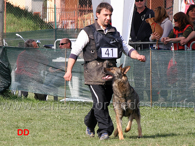 giuseppe-spinello-con-max-di-casa-nosella-B76-IPO3-02.jpg - Giuseppe Spinello con Max di Casa Nosella IPO3 (B punti 76)