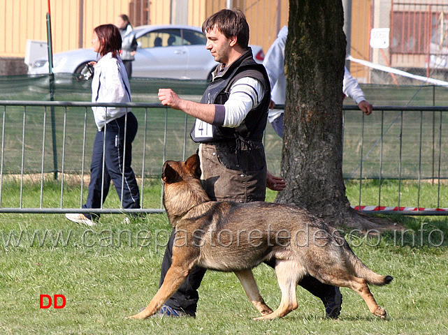 giuseppe-spinello-con-max-di-casa-nosella-B76-IPO3-03.jpg - Giuseppe Spinello con Max di Casa Nosella IPO3 (B punti 76)