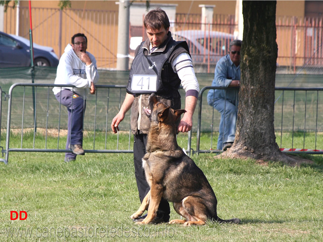 giuseppe-spinello-con-max-di-casa-nosella-B76-IPO3-05.jpg - Giuseppe Spinello con Max di Casa Nosella IPO3 (B punti 76)