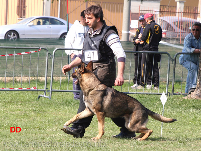 giuseppe-spinello-con-max-di-casa-nosella-B76-IPO3-06.jpg - Giuseppe Spinello con Max di Casa Nosella IPO3 (B punti 76)