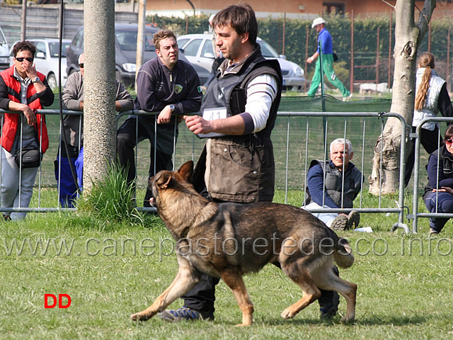 giuseppe-spinello-con-max-di-casa-nosella-B76-IPO3-07.jpg - Giuseppe Spinello con Max di Casa Nosella IPO3 (B punti 76)