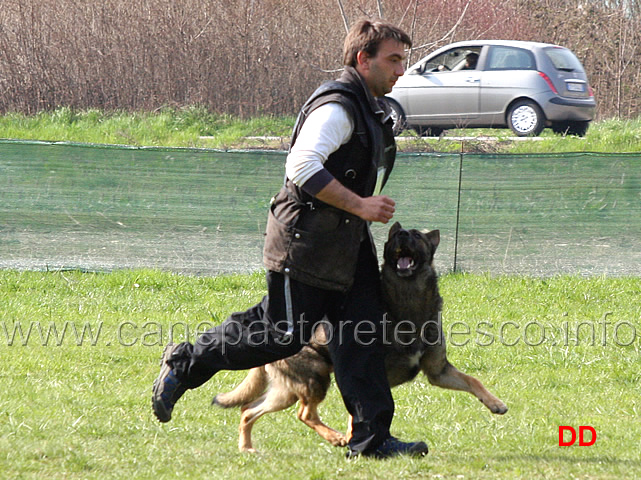 giuseppe-spinello-con-max-di-casa-nosella-B76-IPO3-08.jpg - Giuseppe Spinello con Max di Casa Nosella IPO3 (B punti 76)