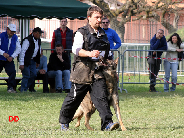 giuseppe-spinello-con-max-di-casa-nosella-B76-IPO3-09.jpg - Giuseppe Spinello con Max di Casa Nosella IPO3 (B punti 76)