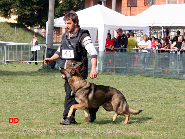 giuseppe-spinello-con-max-di-casa-nosella-B76-IPO3-10.jpg - Giuseppe Spinello con Max di Casa Nosella IPO3 (B punti 76)