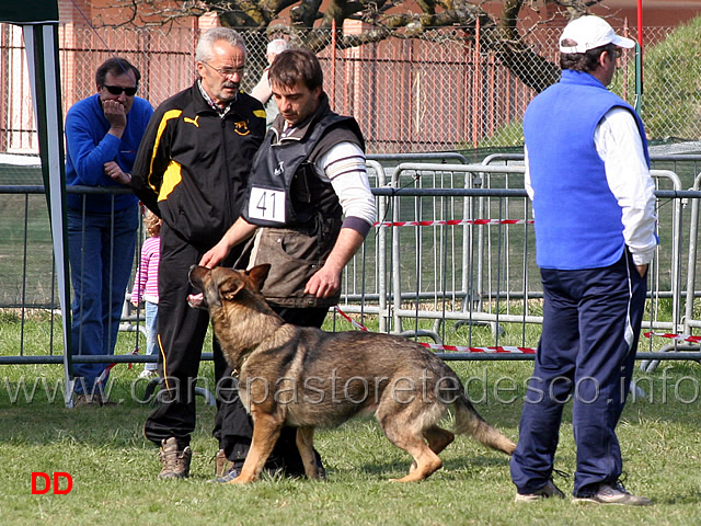 giuseppe-spinello-con-max-di-casa-nosella-B76-IPO3-12.jpg - Giuseppe Spinello con Max di Casa Nosella IPO3 (B punti 76)