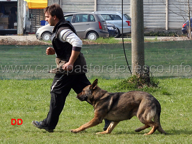 giuseppe-spinello-con-max-di-casa-nosella-B76-IPO3-15.jpg - Giuseppe Spinello con Max di Casa Nosella IPO3 (B punti 76)