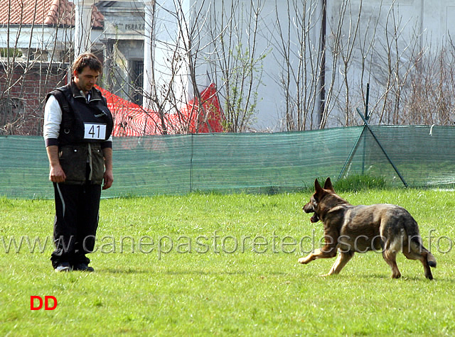 giuseppe-spinello-con-max-di-casa-nosella-B76-IPO3-16.jpg - Giuseppe Spinello con Max di Casa Nosella IPO3 (B punti 76)