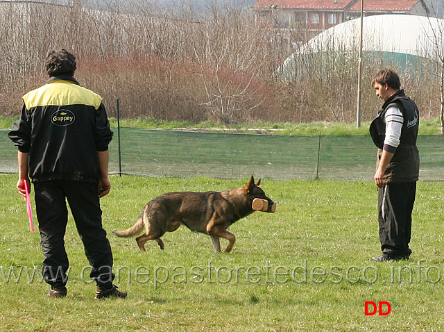 giuseppe-spinello-con-max-di-casa-nosella-B76-IPO3-21.jpg - Giuseppe Spinello con Max di Casa Nosella IPO3 (B punti 76)