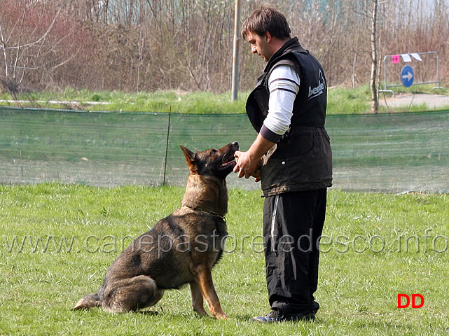 giuseppe-spinello-con-max-di-casa-nosella-B76-IPO3-22.jpg - Giuseppe Spinello con Max di Casa Nosella IPO3 (B punti 76)