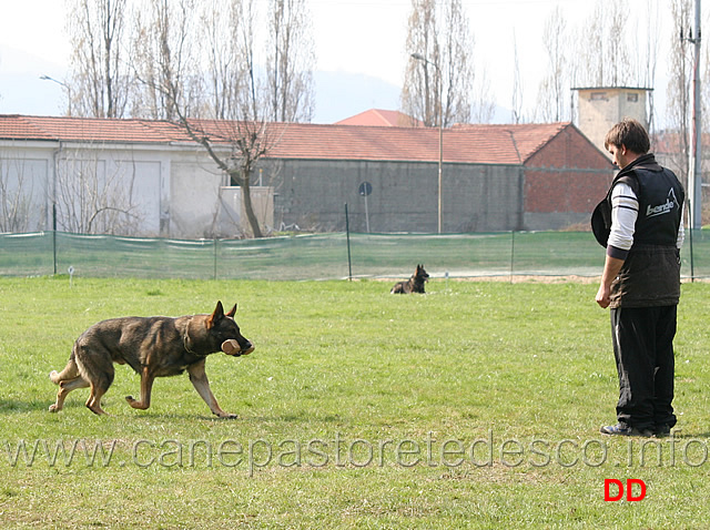 giuseppe-spinello-con-max-di-casa-nosella-B76-IPO3-23.jpg - Giuseppe Spinello con Max di Casa Nosella IPO3 (B punti 76)