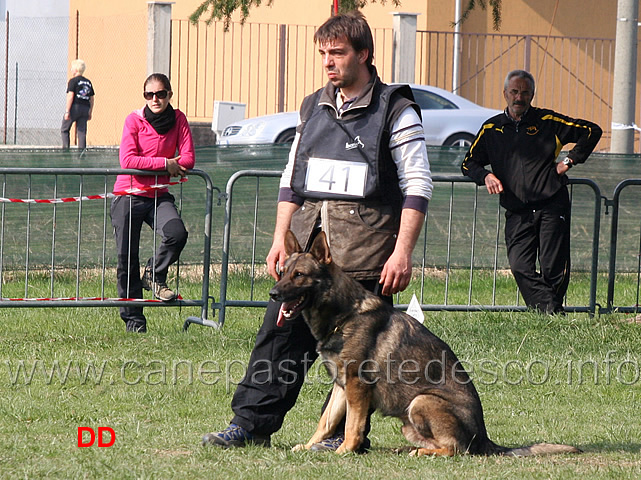 giuseppe-spinello-con-max-di-casa-nosella-B76-IPO3-24.jpg - Giuseppe Spinello con Max di Casa Nosella IPO3 (B punti 76)