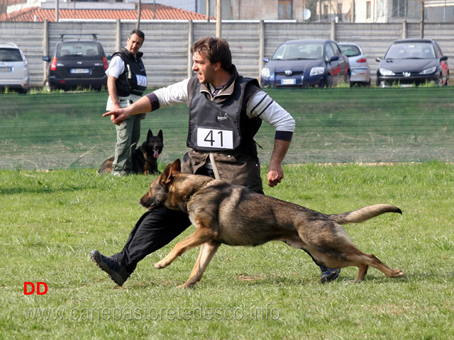 giuseppe-spinello-con-max-di-casa-nosella-B76-IPO3-25.jpg - Giuseppe Spinello con Max di Casa Nosella IPO3 (B punti 76)