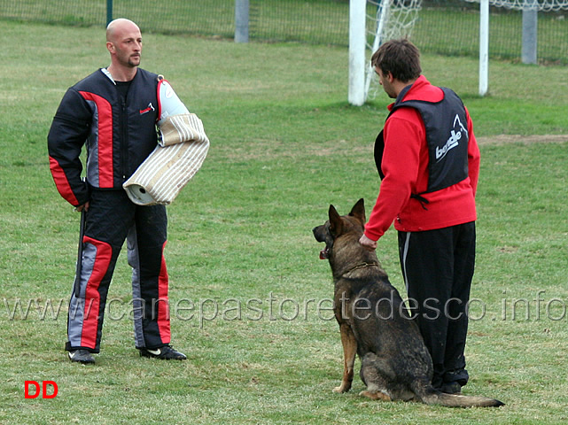 giuseppe-spinello-con-max-di-casa-nosella-C78-IPO3-03.jpg - Giuseppe Spinello con Max di Casa Nosella IPO3 (C punti 78)