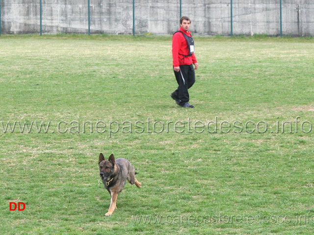 giuseppe-spinello-con-max-di-casa-nosella-C78-IPO3.jpg - Giuseppe Spinello con Max di Casa Nosella IPO3 (C punti 78)