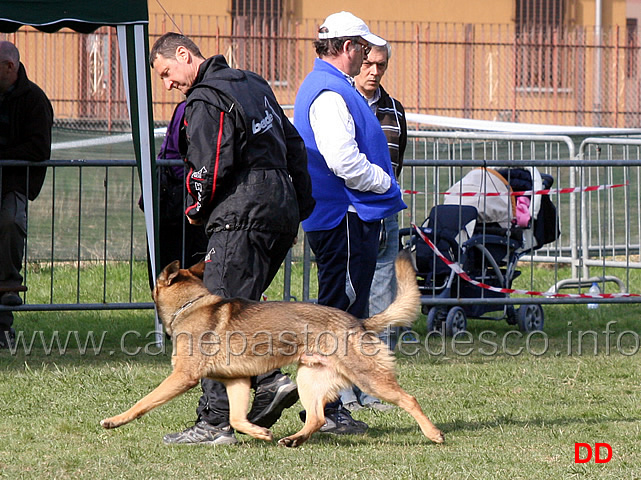 luca-pierini-con-doc-holliday-della-croce-del-sud-B75-IPO1-02.jpg - Luca Pierini con Doc Holiday della Croce del Sud IPO1 (B punti 75)