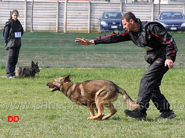 luca-pierini-con-doc-holliday-della-croce-del-sud-B75-IPO1-11.jpg - Luca Pierini con Doc Holiday della Croce del Sud IPO1 (B punti 75)