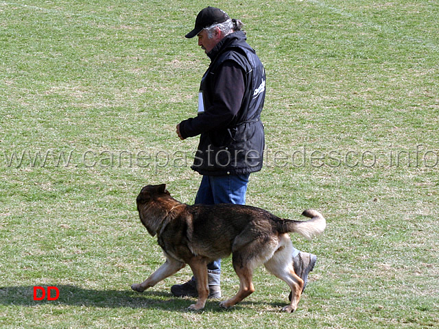 luciano-amistani-con-asia-v-kloster-steinach-C93-IPO1-02.jpg - Luciano Amistani con Asia v.Kloster Steinach IPO1 (C punti 92)