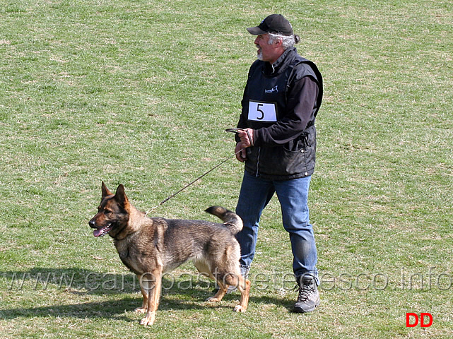 luciano-amistani-con-asia-v-kloster-steinach-C93-IPO1-06.jpg - Luciano Amistani con Asia v.Kloster Steinach IPO1 (C punti 92)