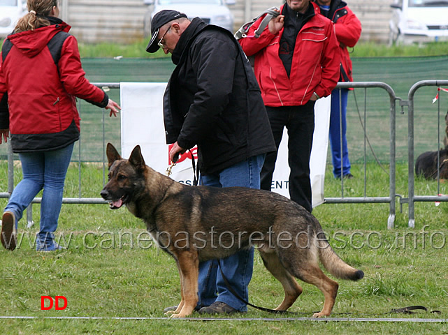 max-di-casa-nosella.jpg - Giudizio morfologico maschi Max di Casa Nosella