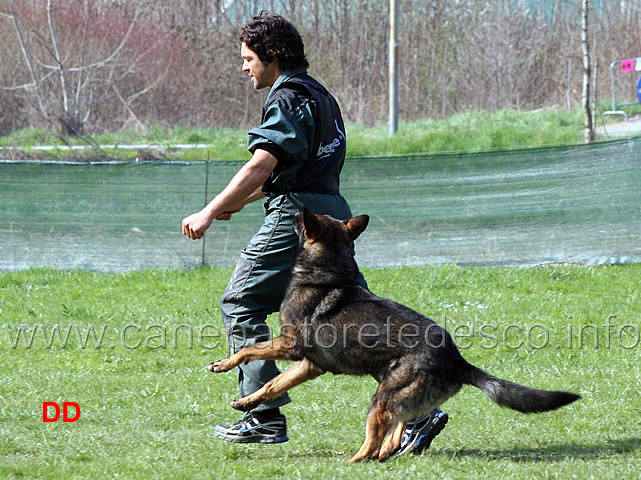 roberto-frattaroli-con-boss-dei-lupi-di-mare-B85-IPO3-03.jpg - Roberto Frattaroli con Boss dei Lupi di Mare IPO3  (B punti 85)