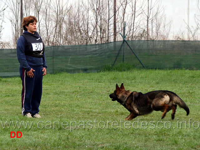 silvia-peron-con-raja-della-zattera-B92-IPO2-09.jpg - Silvia Peron con Raja della Zattera IPO2 (B punti 92 miglior obbedienza)