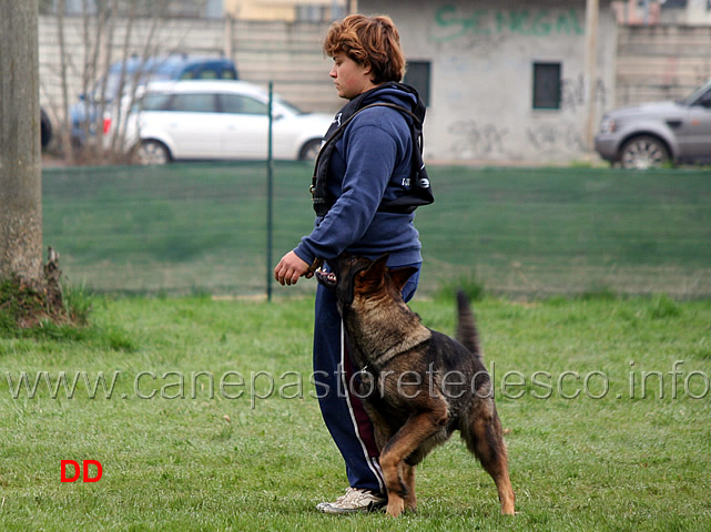 silvia-peron-con-raja-della-zattera-B92-IPO2-17.jpg - Silvia Peron con Raja della Zattera IPO2 (B punti 92 miglior obbedienza)