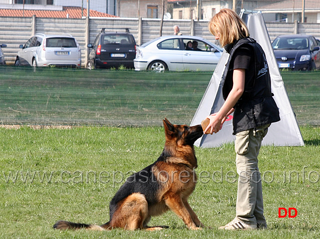 valentina-rossignola-con-caleb-B83-IPO3-08.jpg - Valentina Rossignola con Caleb IPO3 (B punti 83)