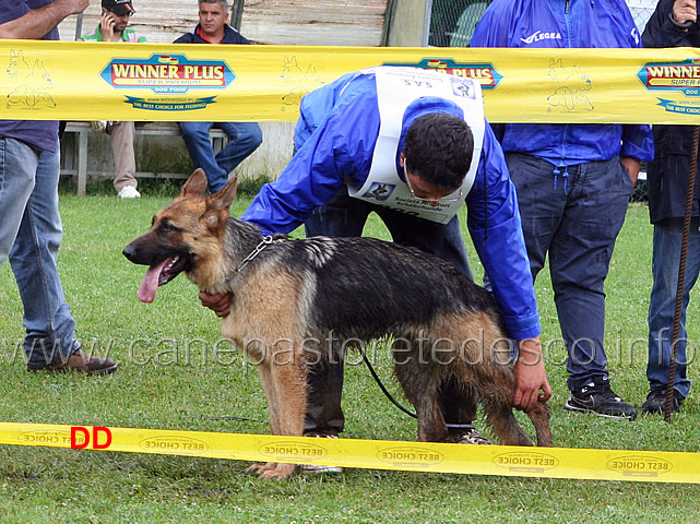 bechy-condotta-da-daniel-lucchese-5-classificata-cucciolone-femmine.jpg - Bechy condotta da Daniel Lucchese 5 classificata in Cucciolone femmine