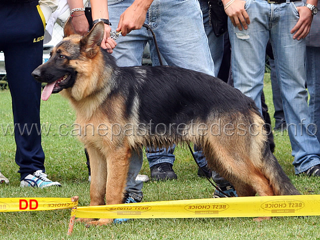 eva-dell-appio-condotta-da-gianluca-petriccione-4-classificata-juniores-femmine-.jpg - Eva dell' Appio condotta  da Gianluca Petriccione 4 classificata Juniores femmine