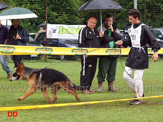 manuel-prezioso-con-aiko-dell-archetipo.jpg - Manuel Prezioso con Aiko dell'Archetipo. Cuccioloni maschi