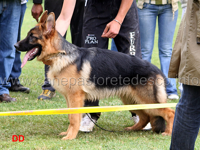 nato-di-casa-beggiato-condotto-da-rosario-carrubba-1-classificato-juniores-maschi.jpg - Nato di Casa Beggiato condotto da Rosario Carrubba 1 classificato Juniores maschi