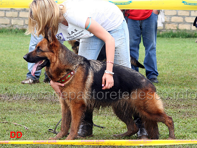 betty-di-casa-luca-condotta-da-martina-anastasi-2-classificata-lavoro-femmine-.jpg - Betty di Casa Luca condotta da Martina Anastasi 2 Ecc lavoro femmine