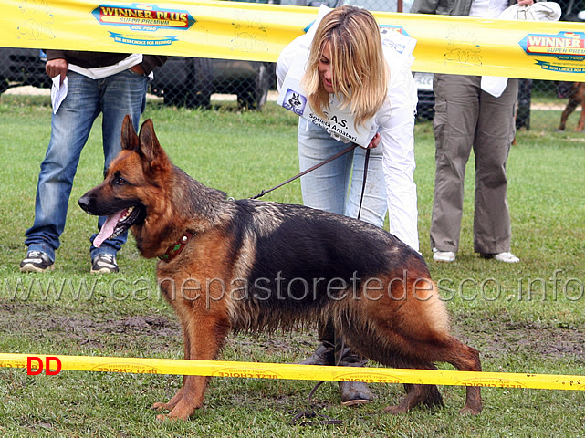 betty-di-casa-luca-condotta-da-martina-anastasi-2-classificata-lavoro-femmine.jpg - Betty di Casa Luca condotta da Martina Anastasi 2 Ecc lavoro femmine