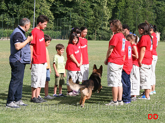 edo-attacco.jpg - Ancora una dimostrazione di controllo e di equilibrio del cane da pastore tedesco. Edo esegue l'attacco sul figurante Mastrapasqua passando tra i ragazzi