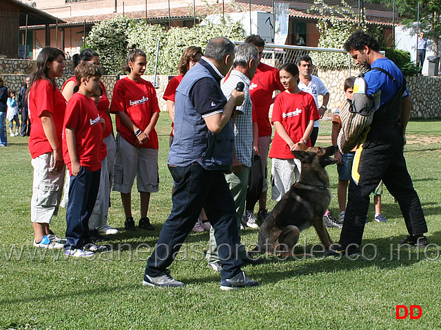 edo-esegue-il-lascia-su-ordine-del-conduttore-2.jpg - ...e il cane lascia a comando su ordine del conduttore