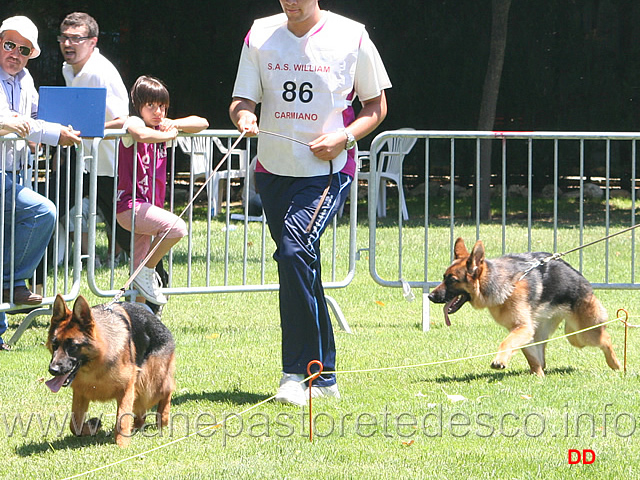 062.jpg - Juniores femmine Vhiang del Timius e Honda dei Lotito